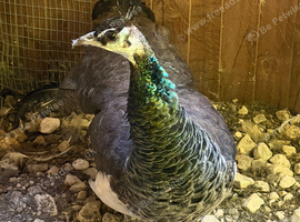 Indian blue peahen