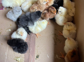Day old chicks for sale