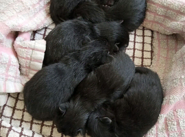 Persian mix black kittens