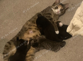 2 kittens for sale