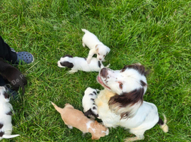 6 beautiful Cocker Spaniels
