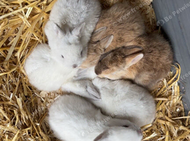 5 baby rabbits for sale