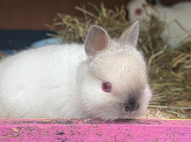Boy  and girl Netherland dwarf