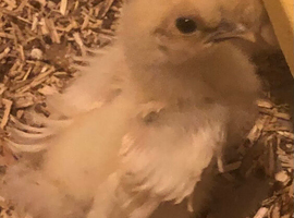 Silkie frizzle.  .