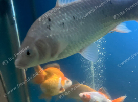 Shiro Bekko Koi