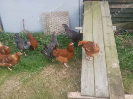 Marans and blacktails