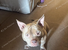 Pocket bully dog to rehome