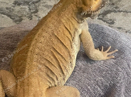 Male bearded dragon