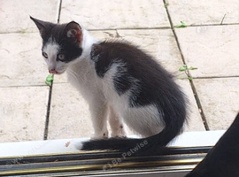Adorable young kitten