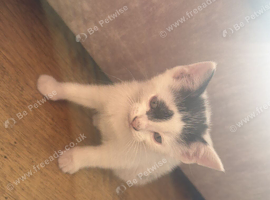 Kittens