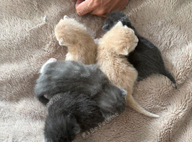 Russian blue mixed
