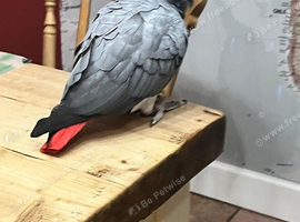 African grey parrot