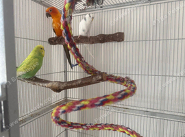 Sun Conure + 2 Budgies + 2 Large  Cages &ndash; &pound;500 &ndash; Moving Abroad