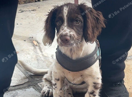 Hi I am selling my English springer