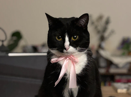 Rehoming my 2 y/o tuxedo cat, Kumi