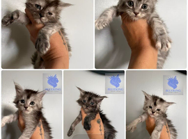 Stunning shaded lines Maine coon kittens polys available