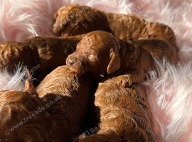 Solid red poodles