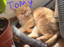 Selling our cats
