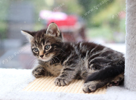 2 Beautiful Tabby Kittens