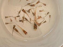 Healthy Guppy Fry-Homebred, Mixed Colours