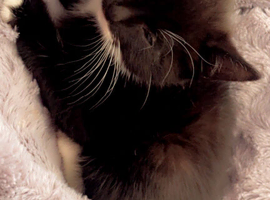 **RARE MIX** Siberian mixed tuxedo