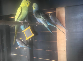Budgies for sale