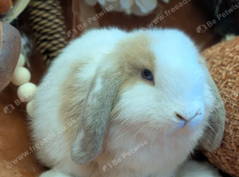 Mini lop girls