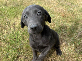 Lovely Silver and Charcoal Labrador puppies