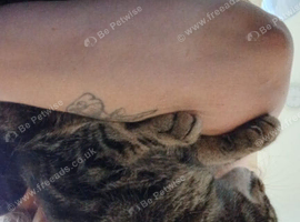 3 year old female