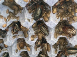 100, x'small / small / medium / large dubia with postage