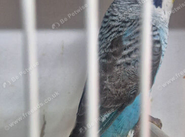 Blackwing's..blue opaline