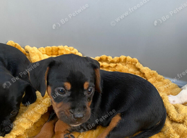 Beautiful litter looking for there forever homes