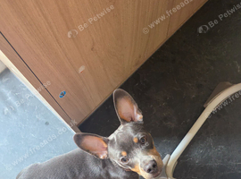 Miniature Dachshund X Frenchie