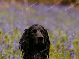 cocker stud dog