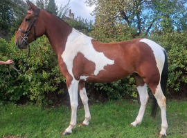 15 3-16hh rising 5 gelding