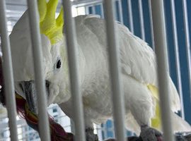 Male sulphur crested cockatoo