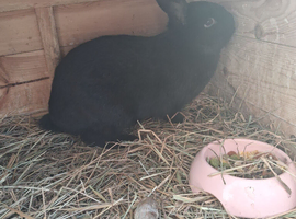 Rabbit n hut