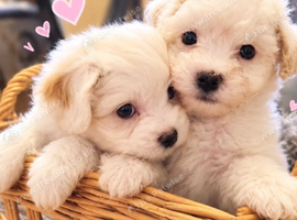 Maltipoo's 1 boy 1 girl left, rare coloured faces