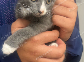 Grey 8 weeks old kitten