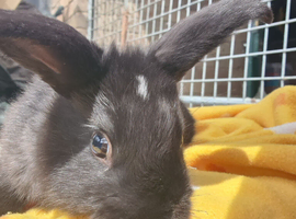 Last little boy looking for his new home