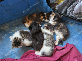 Litter of 5 kittens looking for forever homes