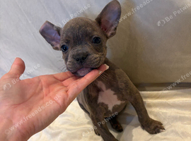 *READY NOW* Bully x frenchie