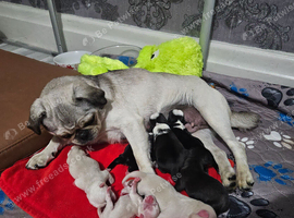 Pink panda and black pug puppies for sale