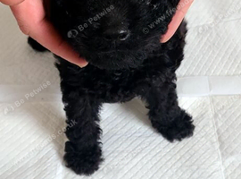 Cockapoo