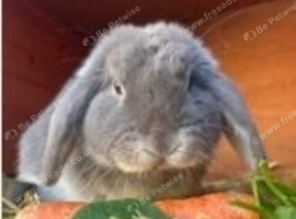 Miny lop blue boy 2 yers old with outdoor duble hutch