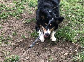 Tri colour border collie