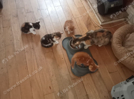 Mum and kitten looking for a nice family