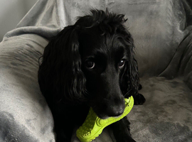 Sprocker Spaniel