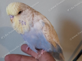 Quaker and budgie must go together