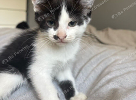 6 playful kittens